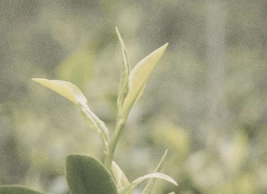 茶樹嫩芽（意象圖）