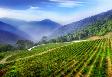 山林間的臻紅茶園