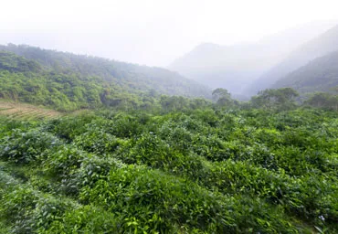 雲霧繚繞的茶園