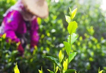 人工採摘茶菁