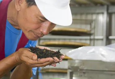 製茶師傅細聞茶香