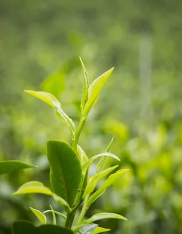 茶葉摘採